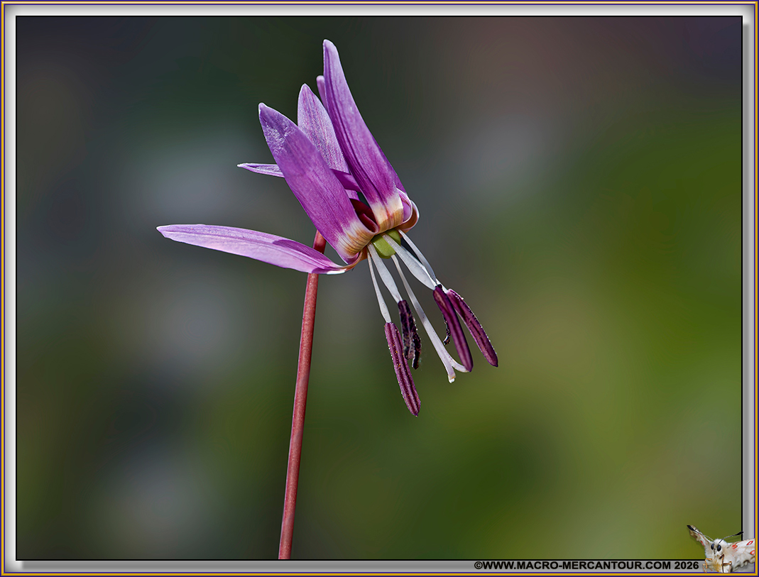 Erythrone dent de chien